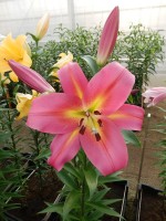 [3507 PO25 Empoli No102.JPG]